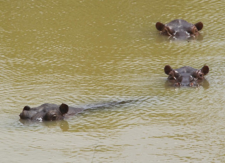 Pablo Escobar tenía en su zoo privado cuatro hipopótamos que se han multiplicado y extendido a los ríos colombianos. FOTO Esteban Vanegas