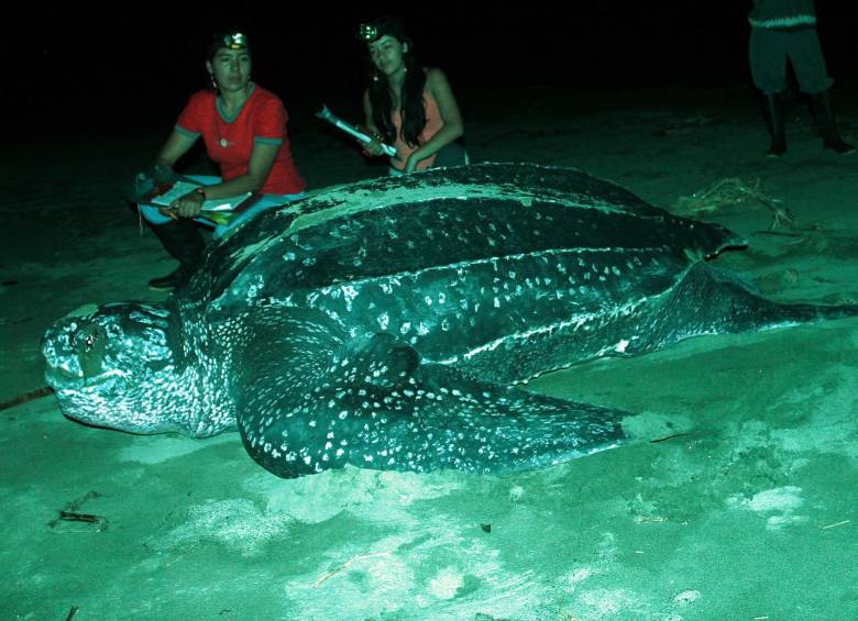 La tortuga laúd o caná la más grande conocida en el planeta es amenazada por la extracción de oro en el municipio de Acandí, departamento del Chocó. FOTO ARCHIVO