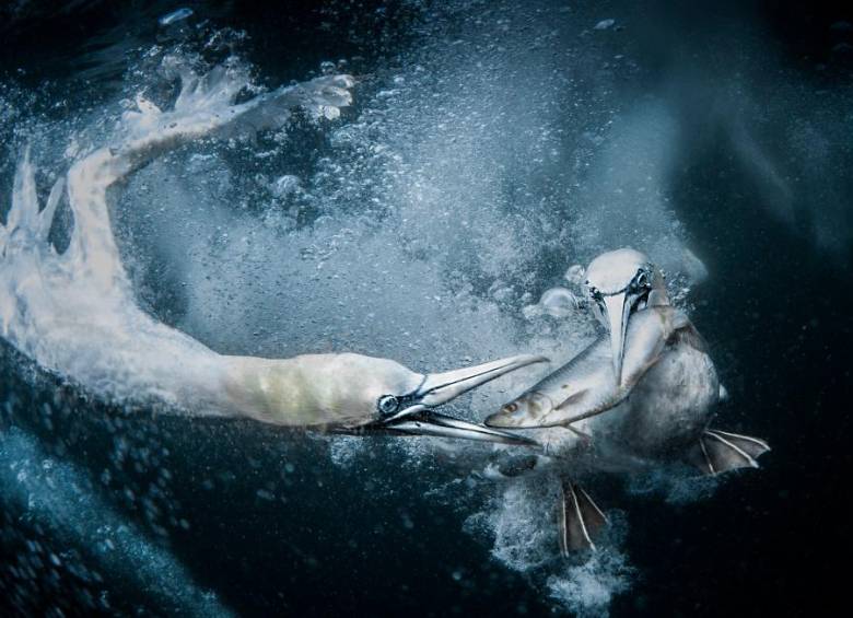 Foto de Tracey Lund de Reino Unido, ganadora en la categoría abierta de naturaleza. FOTO Cortesía Sony World Photography Awards