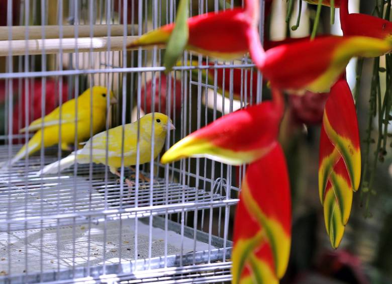 Este año no habrá exposición de pájaros en jaulas. Se tendrán otras opciones como las imágenes y el avistamiento de aves en el Jardín Botánico. FOTO Juan Antonio sánchez