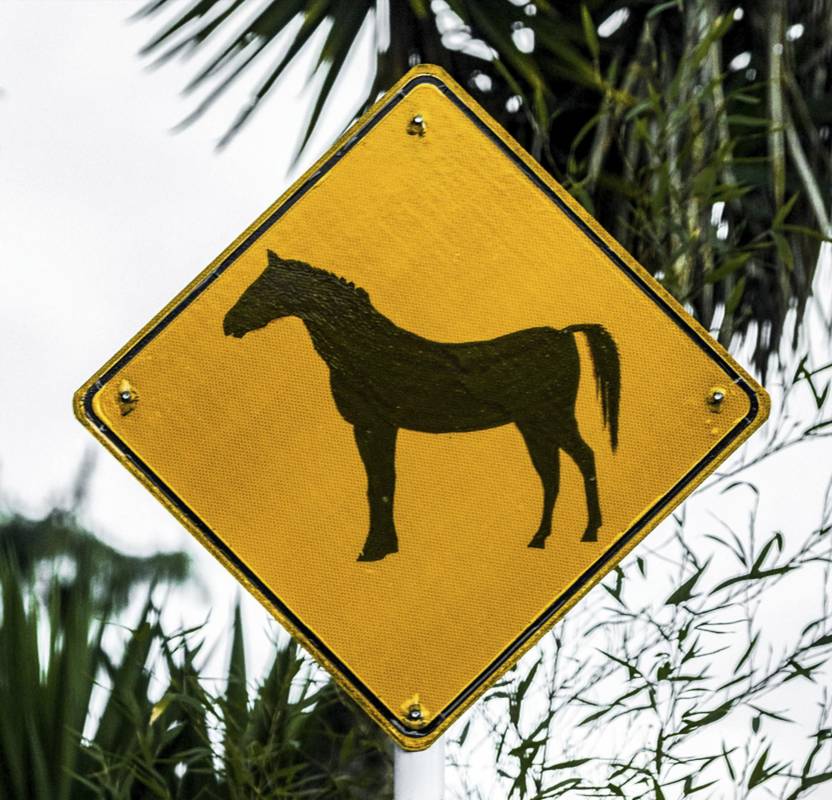 La expansión urbana en el Valle de Aburrá limita los hábitats de las especies y la alta velocidad de los vehículos es otro factor de riesgo para ellas. FOTO: Camilo Suárez
