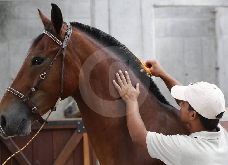¿Cómo se prepara un caballo para una exhibición?