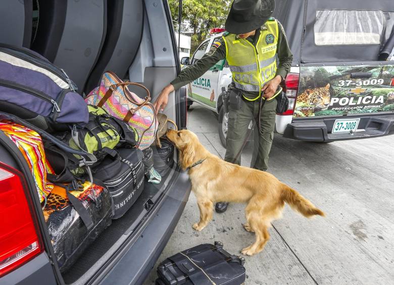 En las terminales y aeropuertos es donde opera la perra Lila, la ejemplar que detecta fauna silvestre. FOTO juan antonio sánchez