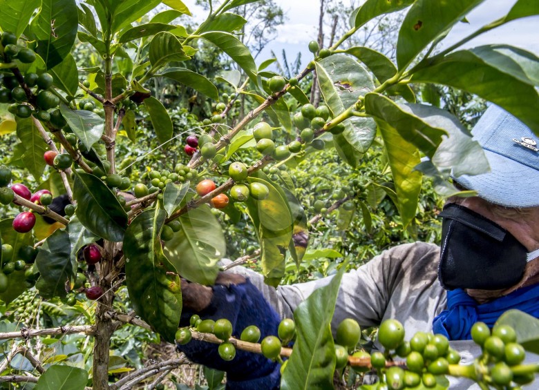 Durante agosto el precio interno de la carga de café de 125 kilos en Colombia tuvo un valor superior al millón de pesos. Foto Juan Antonio Sánchez