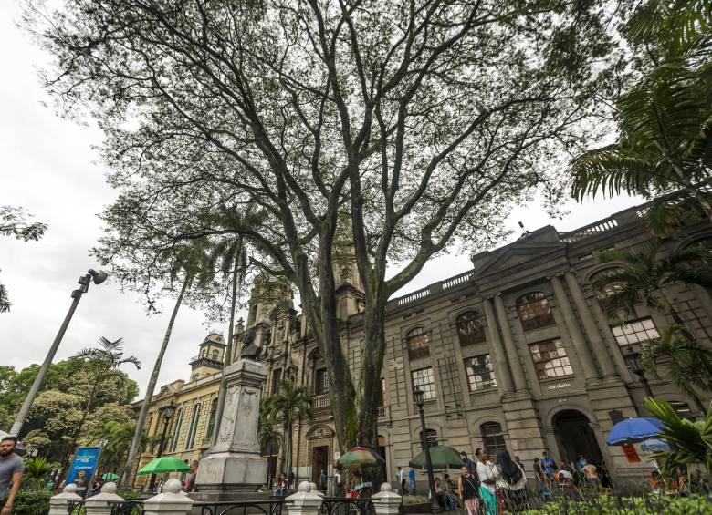 Algunos árboles están en el centro de Medellín. Foto Camilo Suárez