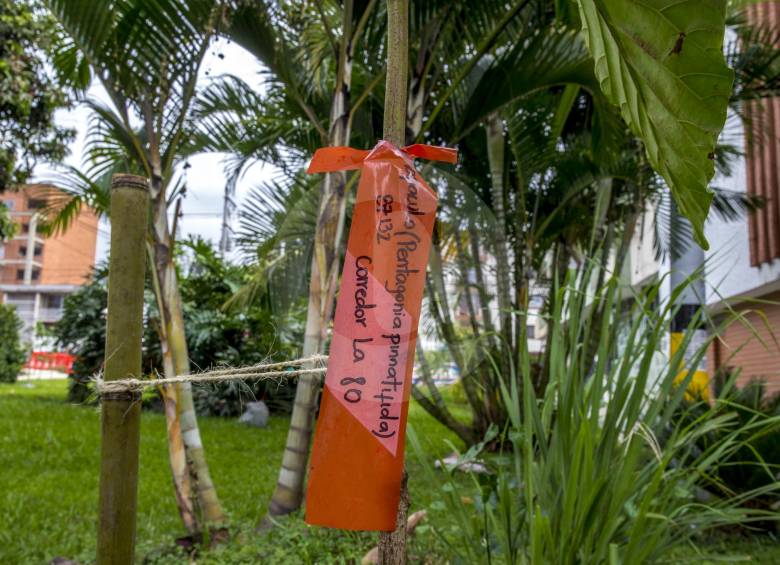 Palmas, caobas y carboneros hacen parte de las nuevas especies que recién se sembraron. Transplantar un árbol grande puede costar hasta $ 70 millones, según la EDU. FOTO Juan Antonio Sánchez