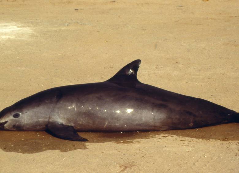 El Fondo Mundial para la Naturaleza advirtió este lunes que vaquita marina está al borde de la extinción. FOTO AFP
