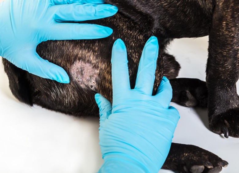 Perros y gatos pueden sufrir de varios tipos de dermatitis. FOTOS SSTOCK