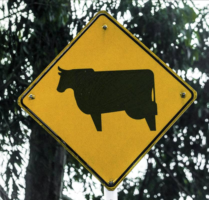 La expansión urbana en el Valle de Aburrá limita los hábitats de las especies y la alta velocidad de los vehículos es otro factor de riesgo para ellas. FOTO: Camilo Suárez