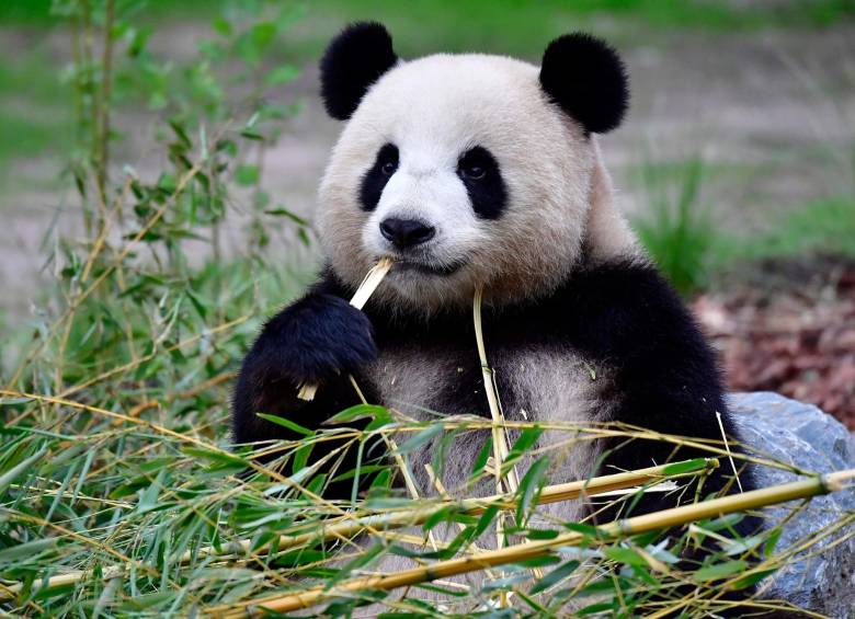 Meng Meng es la madre de los dos pandas que nacieron el pasado sábado. FOTO AFP