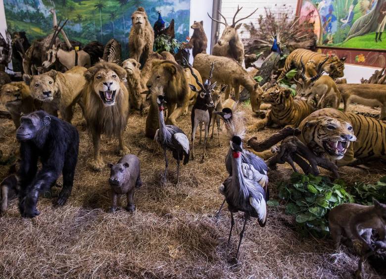 50 años de este museo paisa, pero universal 