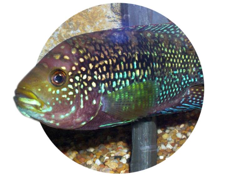 Vacaciones con los peces y el universo