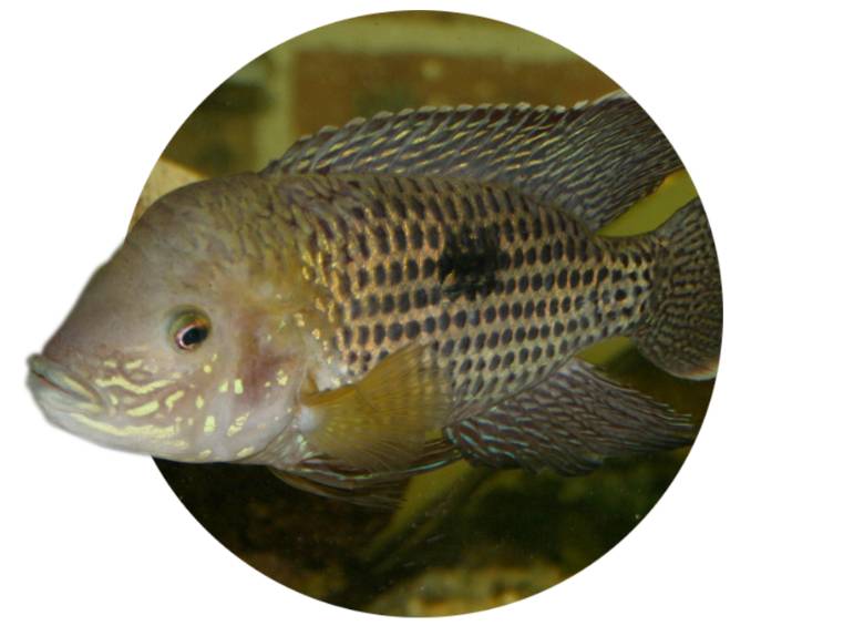 Se espera que en enero se exhiba también un nuevo estanque con peces de agua salada en el Acuario. FOTOS ARCHIVO, CORTESÍA, dAVID MIDGLEY, zHYLA, Haplochromis. imágenes de referencia. 