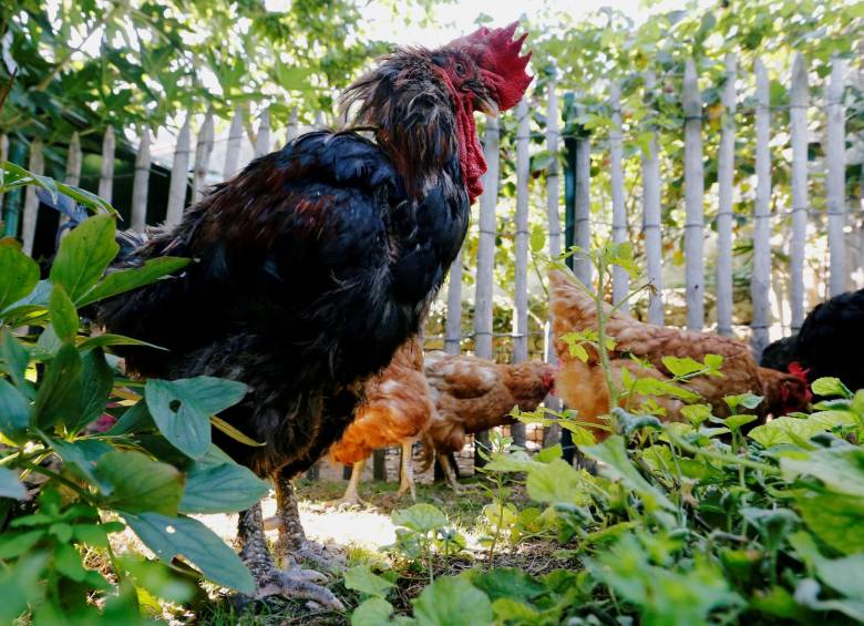 El gallo Maurice podrá seguir cantando: tribunal francés