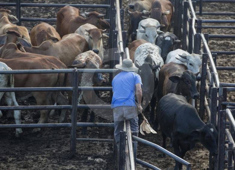 La decisión la toma el gobierno venezolano por el brote de aftosa en la frontera con ese país. FOTO manuel saldarriaga. 