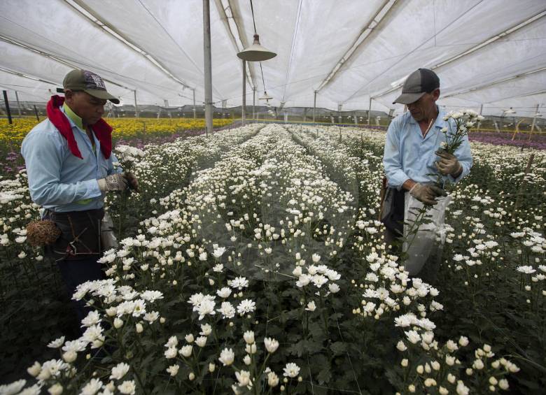 Según Asocolflores, este sector agrícola genera 140.000 empleos formales en el país. Foto Manuel Saldarriaga