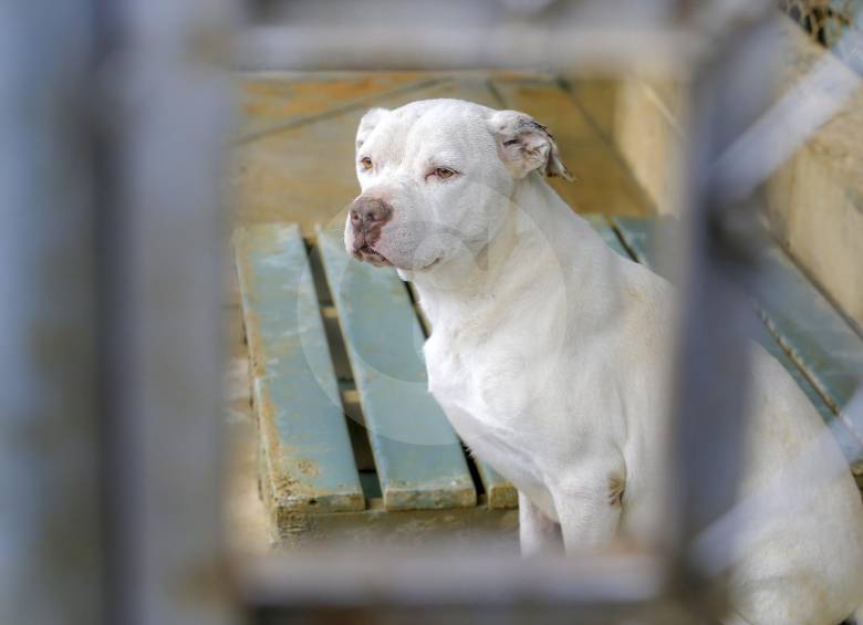 El 30 de enero entra en vigencia el nuevo Código de Policía. El tema de la póliza de responsabilidad civil extracontractual para caninos de razas altamente peligrosas no está definido. FOTO Juan Antonio Sánchez