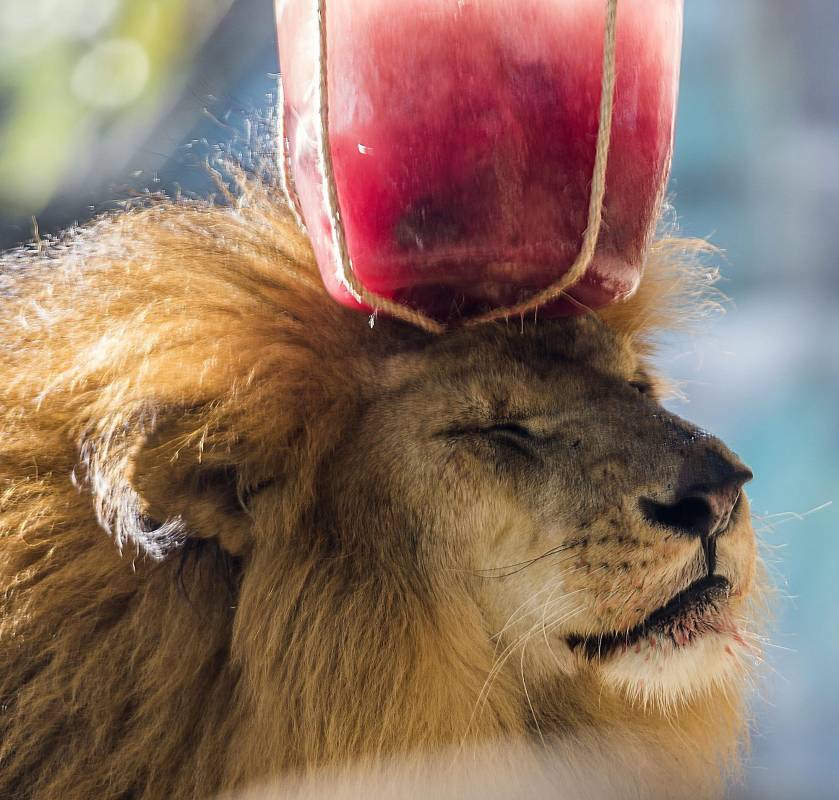 En la actividad los visitantes también aprenden sobre la nutrición de estos animales. FOTOS JULIO CÉSAR HERRERA