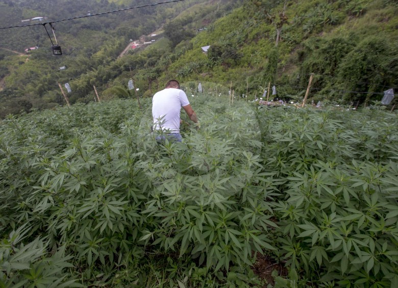 En 36 de los 42 municipios de Cauca hay cultivos de marihuana tipo cripa. Los traficantes de Medellín prefieren la que crece en la zona norte. FOTO juan antonio sánchez