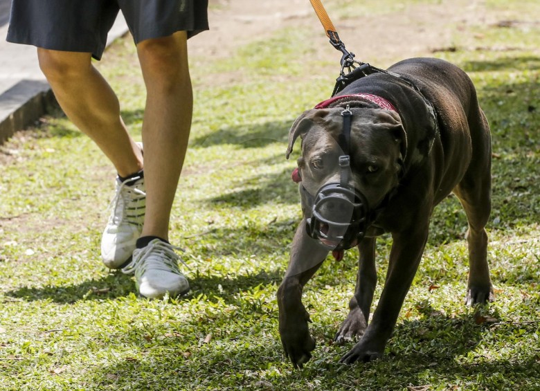 Aunque para los caninos llevar bozal puede ser incómodo, la norma exige que porten este elemento para prevenir posibles ataques a personas u otros animales en el espacio público. FOTO Jaime Pérez