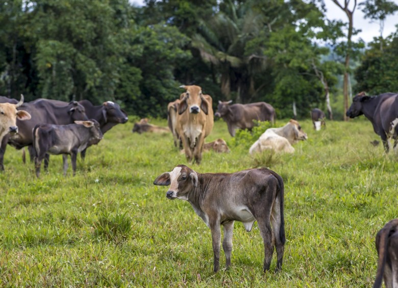 El mercado internacional de carne es una gran oportunidad para la ganadería colombiana, estiman los investigadores económicos de Bancolombia. Foto Juan Antonio Sánchez