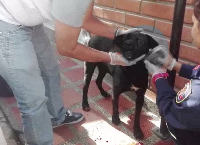 Policía Nacional le prestó los primeros auxilios y lo llevó a una clínica veterinaria. FOTO CORTESÍA