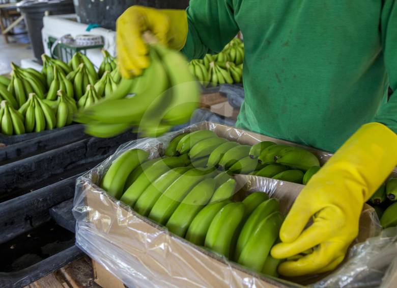 En lo que va de 2017, Augura reporta 65 millones de cajas exportadas desde Urabá, de las cuales el 73 % va a la Unión Europea. El resto llega, principalmente, a Norteamérica. FOTO Juan A. Sánchez