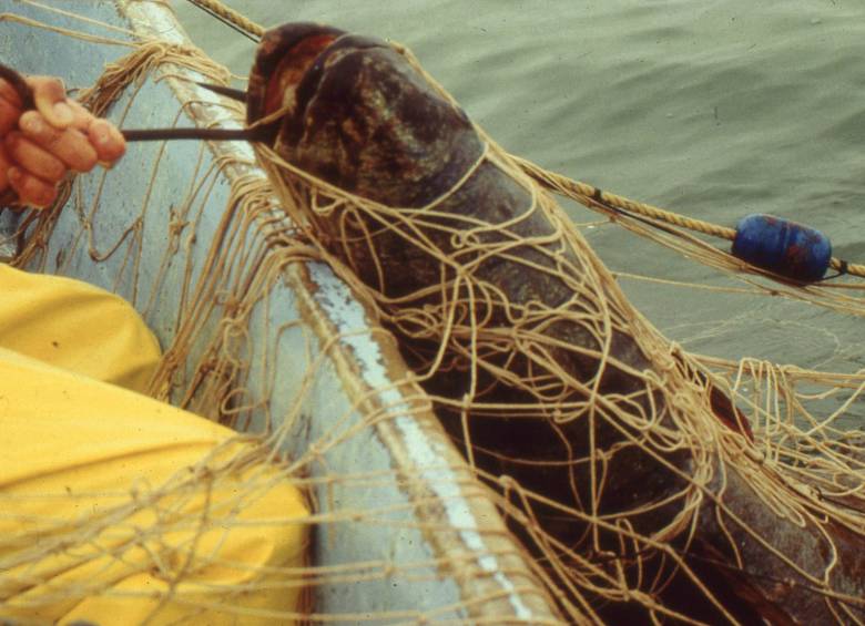 El Fondo Mundial para la Naturaleza advirtió este lunes que vaquita marina está al borde de la extinción. FOTO AFP