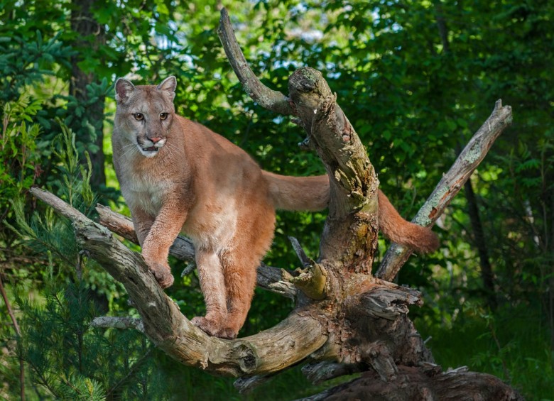 El puma concolor, en la escala, es el segundo felino más grande de América luego del jaguar. Fue detectado en Cimitarra (Santander) y es el máximo indicio de que el jaguar ronda.FOTO cortesía isa