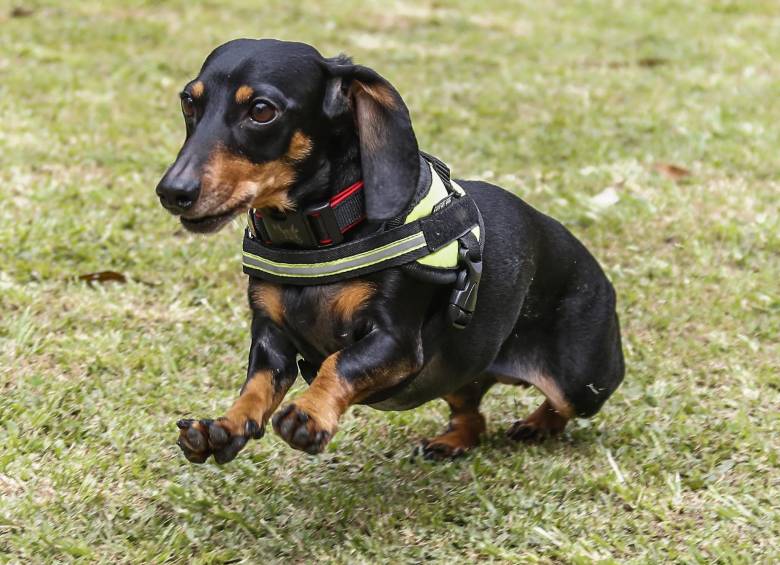Coca-Cola, de raza Teckel. FOTO ROBINSON SÁENZ