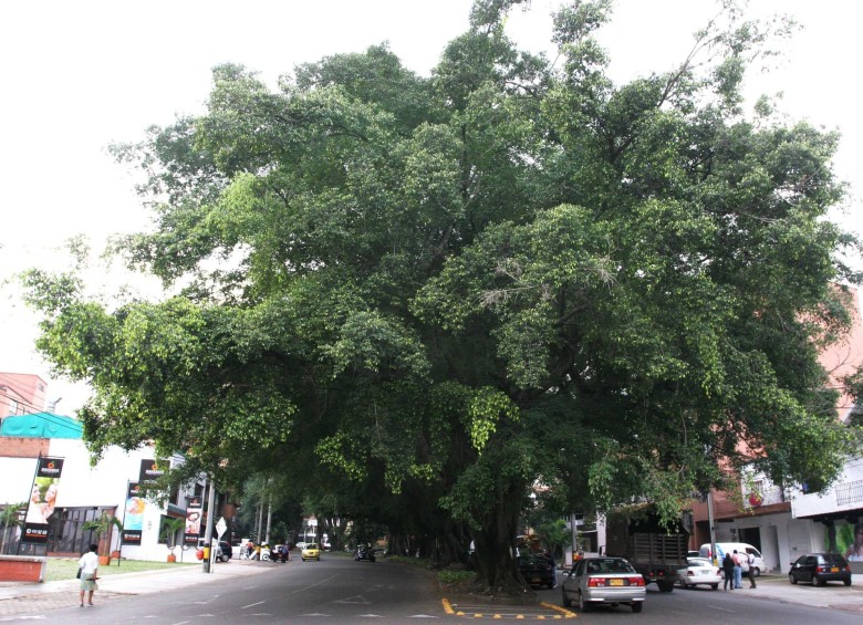 Los ciudadanos no siempre conocen los beneficios de los árboles. Foto El Colombiano