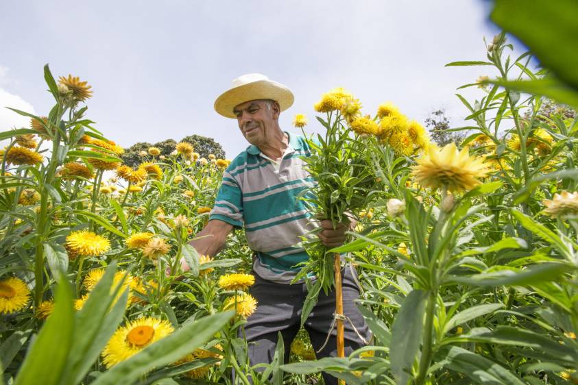 En 1982 Jaime Atehortúa ganó su primer premio con un retrato de Santa Elena, la tierra de las flores. FOTO JULIO C. HERRERA