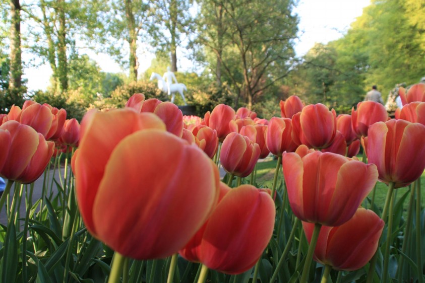 País: Afganistán. Flor emblemática: tulipán (Tulipa).