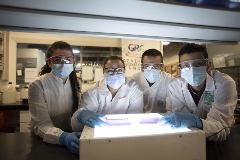 Investigadores en el laboratorio de Genética, Regeneración y Cáncer (GRC) de la Sede de Investigación Universitaria (SIU) de la Universidad de Antioquia. Foto: Camilo Suárez. 