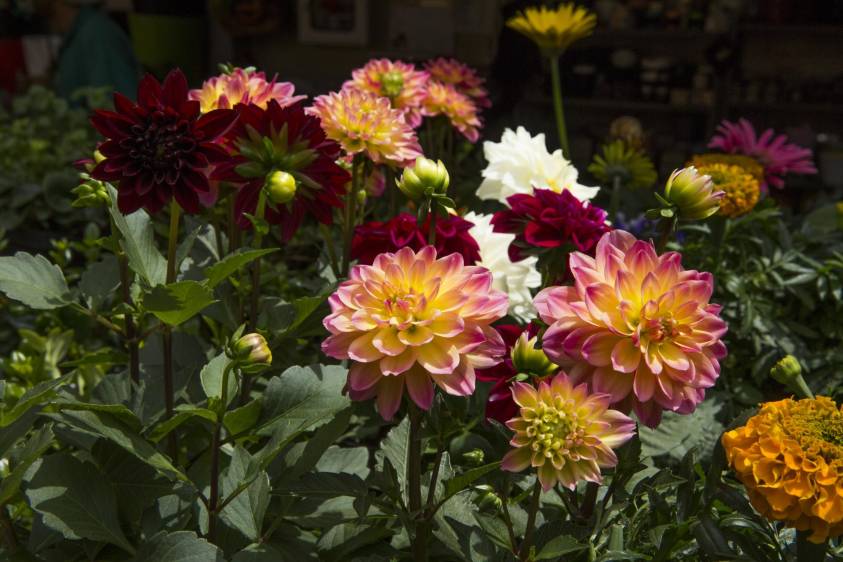 Que su jardín sea el más florecido