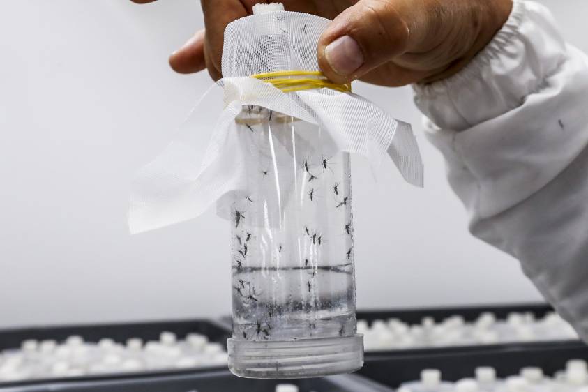Mosquitos con Wolbachia, claves en la lucha contra el dengue en el Valle de Aburrá, según el experto Vélez. FOTO Jaime Pérez