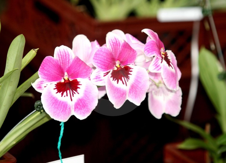 La mayoría de las orquídeas son epífitas, crecen sobre otras plantas. FOTO Róbinson Sánez