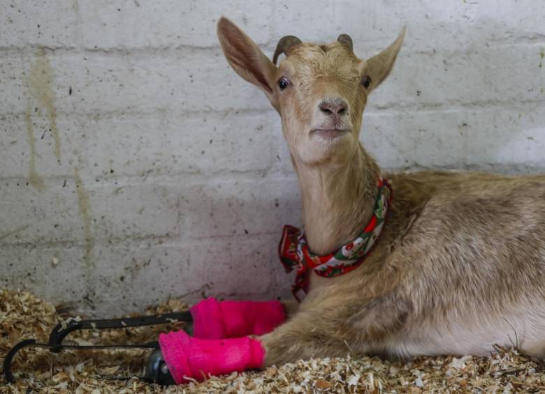 Lulú encontró quién la adopte y la cuide. FOTO ROBINSON SÁENZ