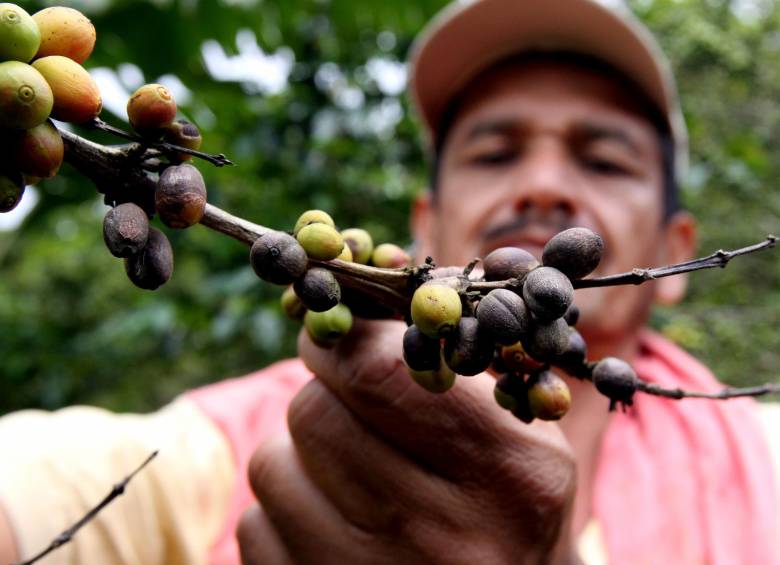 Plaga de la broca en los cafetales de Concordia, Antioquia. FOTO Julio César Herrera Echeverri