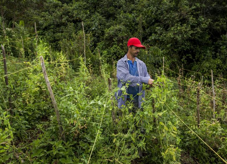 Comercialización, producción pecuaria y cultivos de ciclo corto serán beneficiados con la iniciativa. FOTO jaime pérez