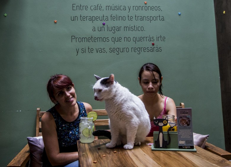 Catcafés de Medellín: el Catfesito y La Gatoría, lugares para compartir con gatos