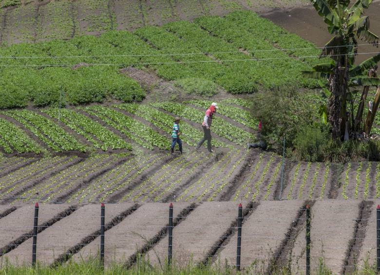 La tenenecia de la tierra es uno de los puntos que genera mayor inconformismo en la Ley de las Zidres. En estas áreas se desarrollarán proyectos productivos. FOTO donaldo zuluaga 