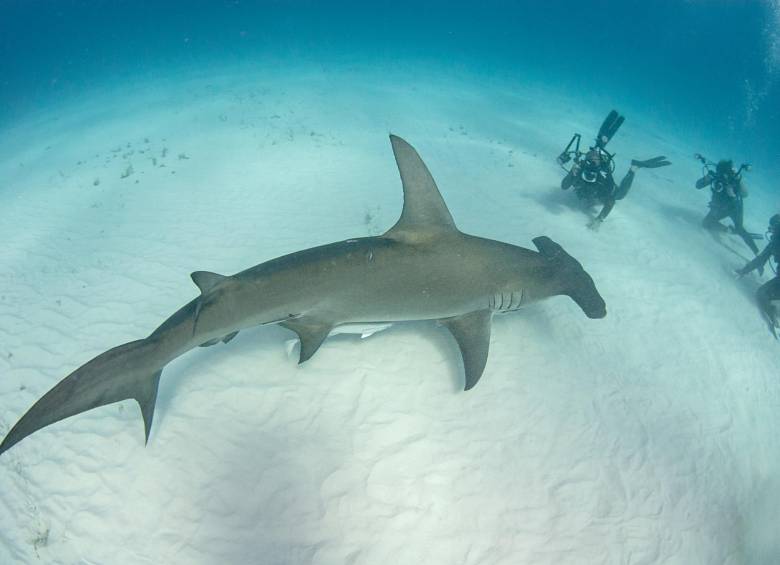 El Gobierno había mantenido mediante resolución el año pasado, la cuota de pesca de 475 toneladas de tiburón. Para la captura incidental se permitía el 35% de la faena total, cifras que expertos calificaron como faltas de análisis y sustento. FOTO Getty