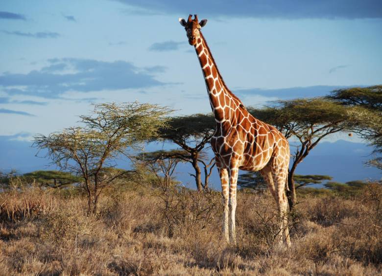 Los investigadores afirman que ha habido “relativamente poca investigación” sobre esta fauna en comparación con otros animales de gran tamaño como elefantes, leones o gorilas. FOTO Reuters