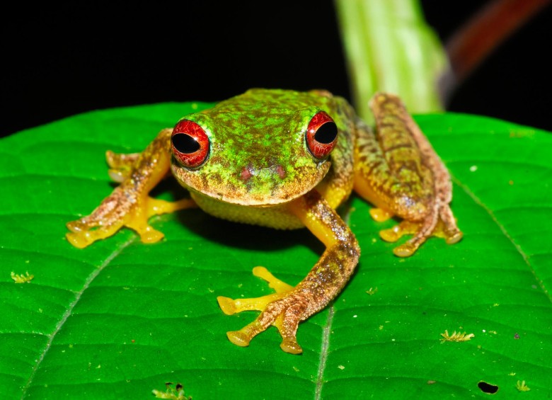 La rana de ojos rojos Duellmanohyla soralia es una de las cientos de especies atacadas por el hongo y amenazada de extinción. Vive en Centroamérica. FOTO Jonathan E. Kolby