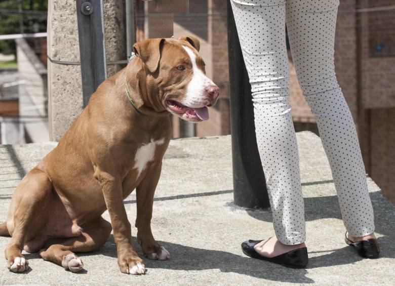 El proyecto de ley que presentó el Gobierno busca ampliar las sanciones con la intención de aumentar las multas. FOTO EDWIN BUSTAMANTE