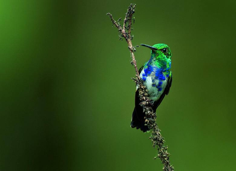 Colombia tiene 160 de las 340 especies de colibríes que existen en el mundo. Fotos: Cortesía Villegas Editores.