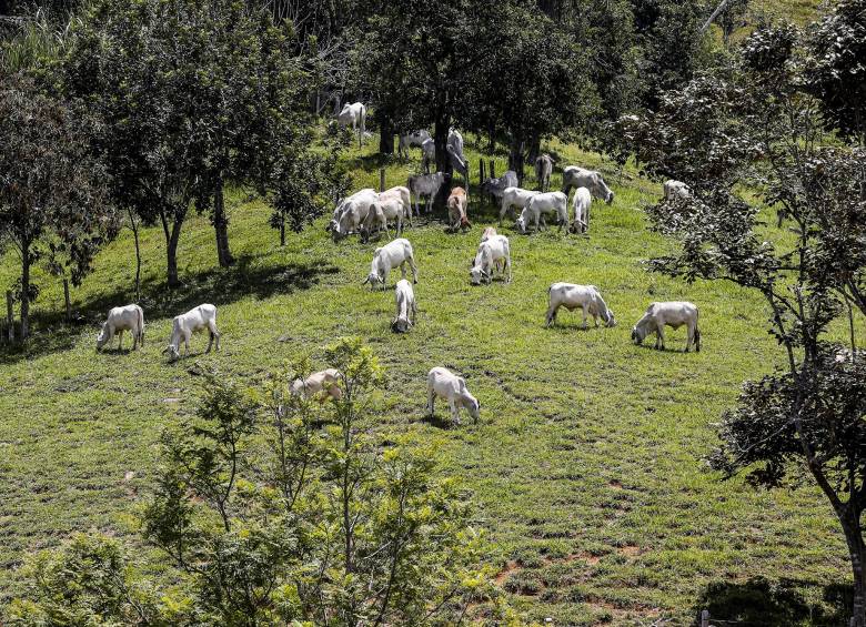 Hasta el 19 de diciembre se extenderá el ciclo de vacunación contra fiebre aftosa. Foto Jaime Pérez.