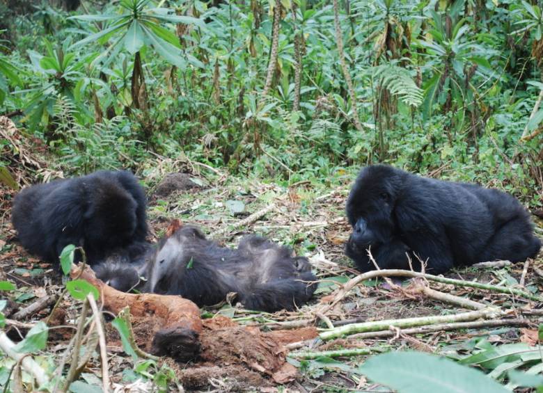 Un grupo de gorilas de Grauer se reúne alrededor del cuerpo de un gorila macho en el bosque del Parque Nacional Kahuzi-Biega. FOTO Dian Fossey Gorilla Fund International 