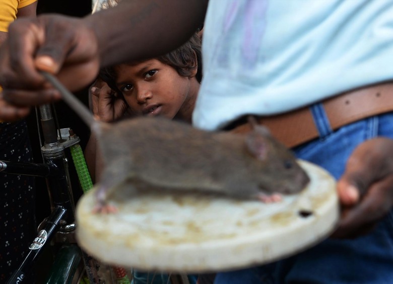 La miserable vida de los “comedores de ratas” en India